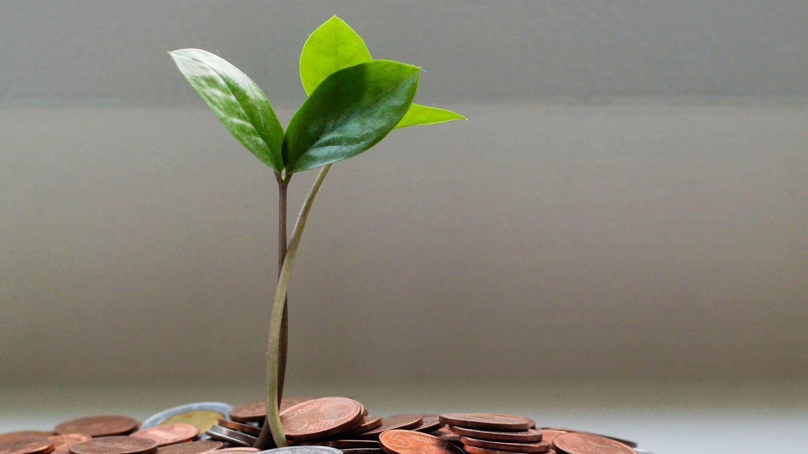 Feng Shui Plants Tips To Grow Lucky Money Plants