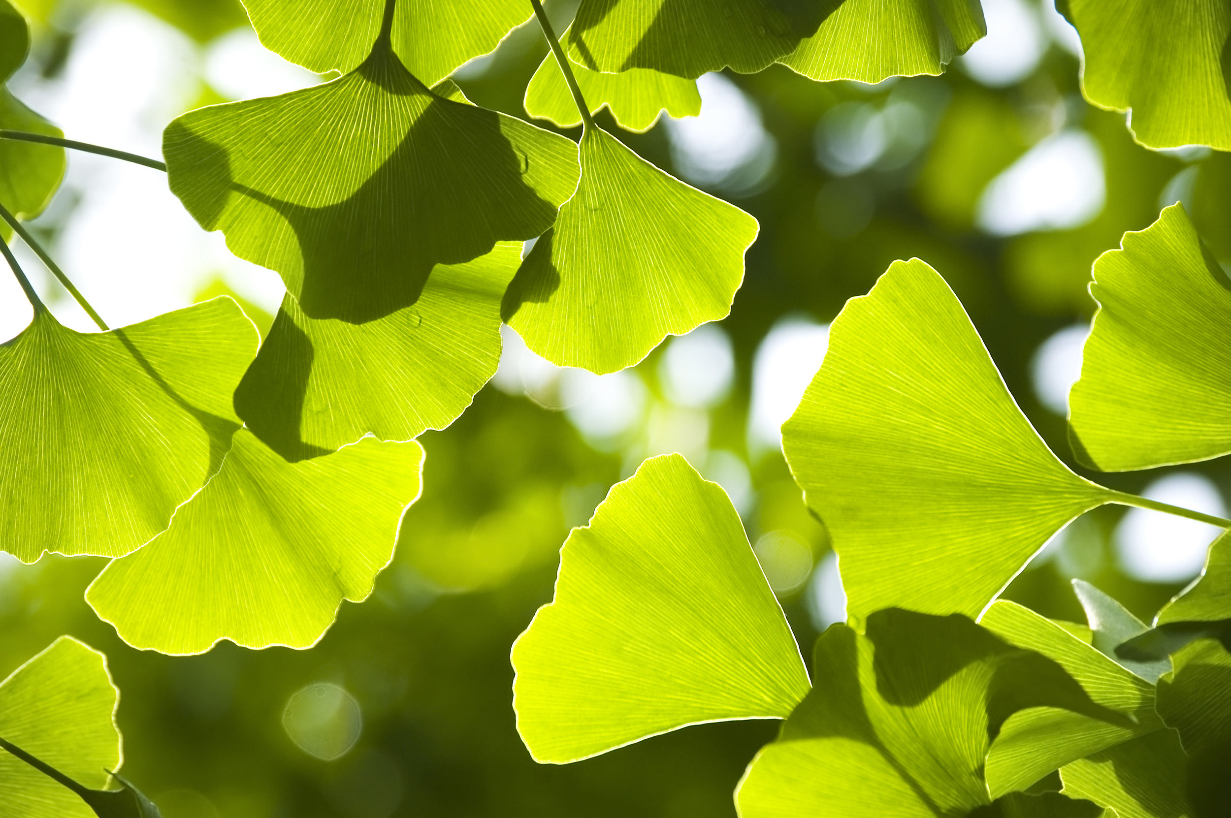 Brain food: 5 reasons to start eating ginkgo | Lifestyle Asia Singapore