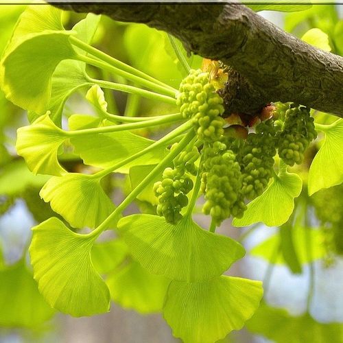 Brain food 5 reasons to start eating ginkgo Lifestyle Asia Singapore