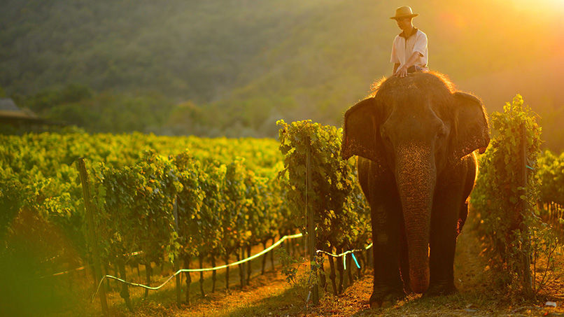 Why wine lovers should start paying attention to New Latitude wines