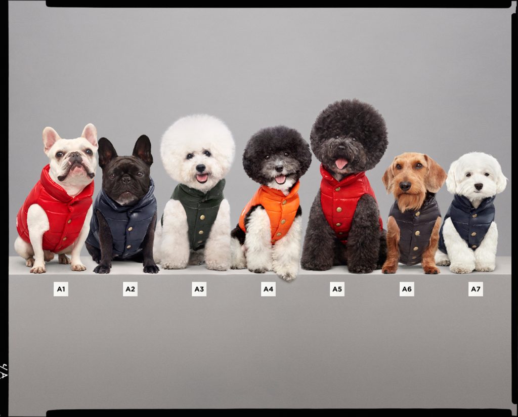 Canine couture: Moncler launches on-trend puffer jackets for your dog