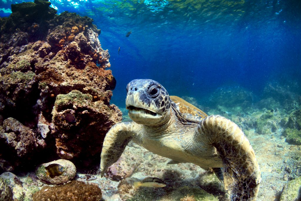 Why the Galápagos Islands should be next on your bucket list