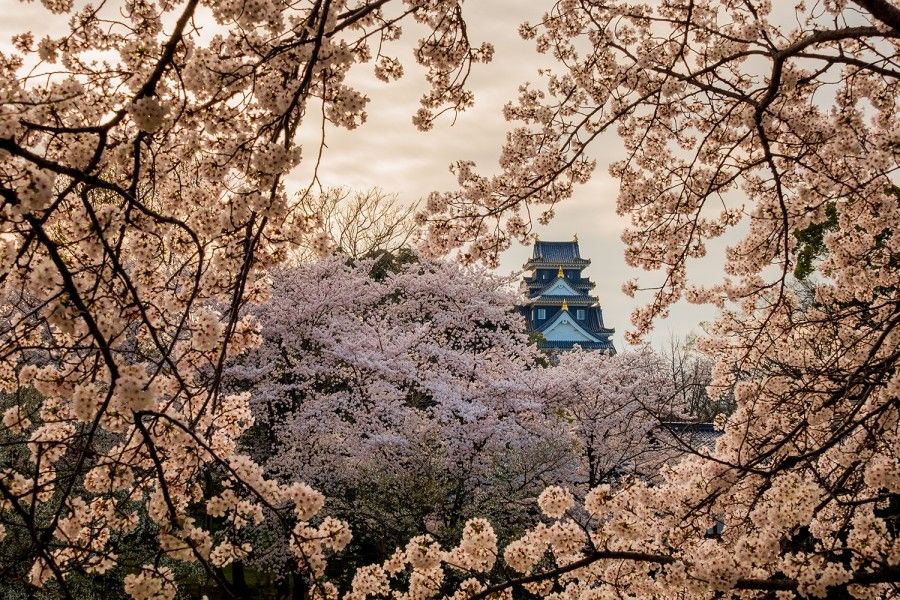 Cherry blossoms The best viewing spots in Hong Kong