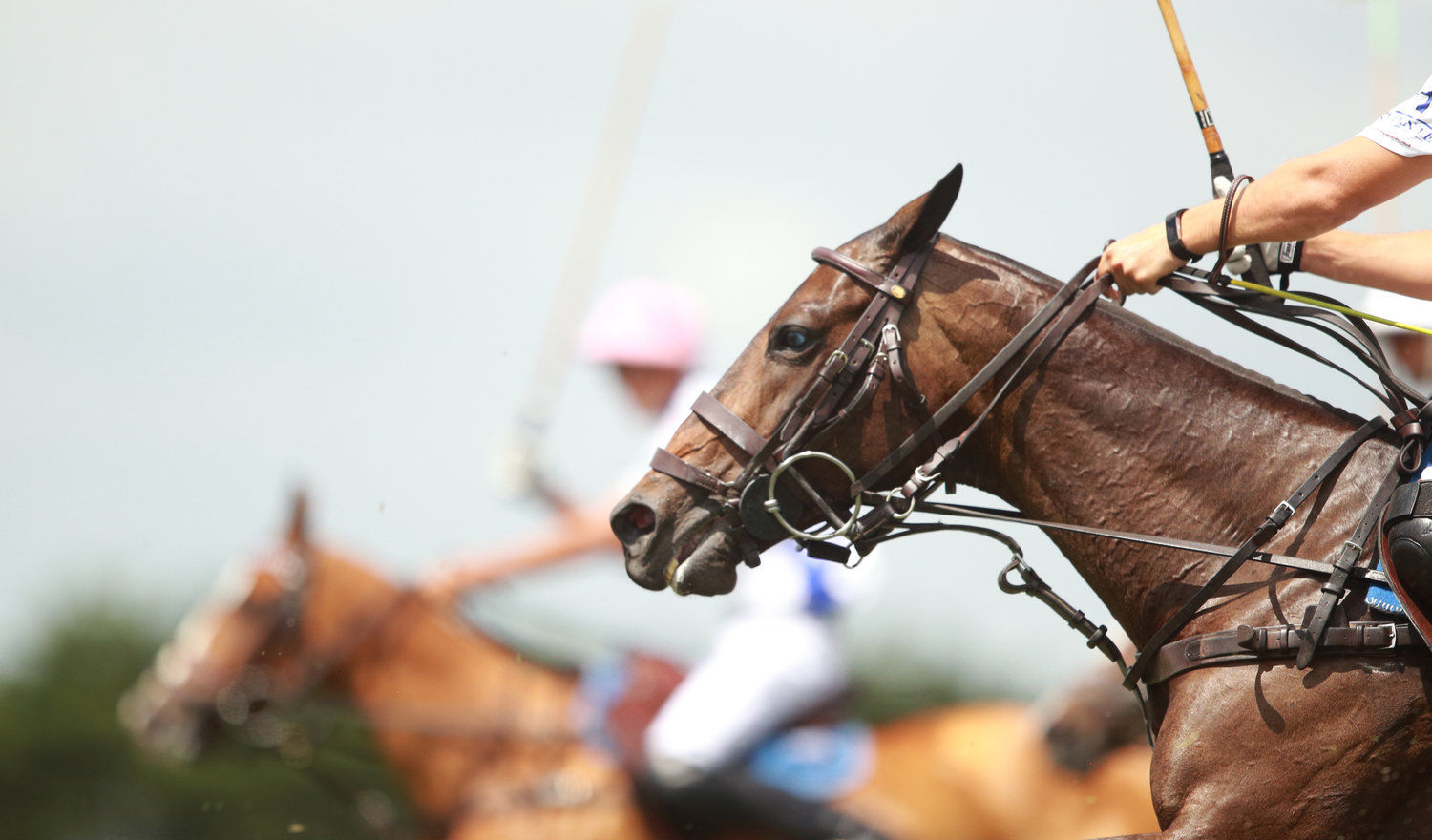 Why polo, the sport of kings is no longer reserved for royalty