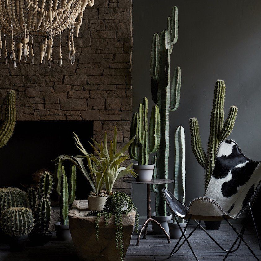 A guide to sprucing up your interiors with cacti and succulents