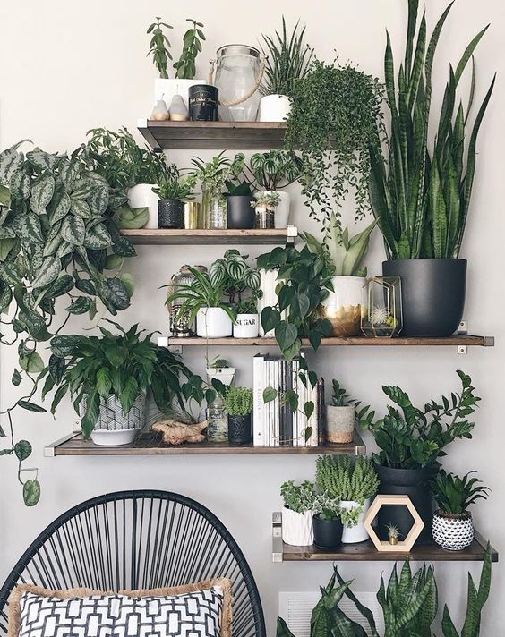 A guide to sprucing up your interiors with cacti and succulents