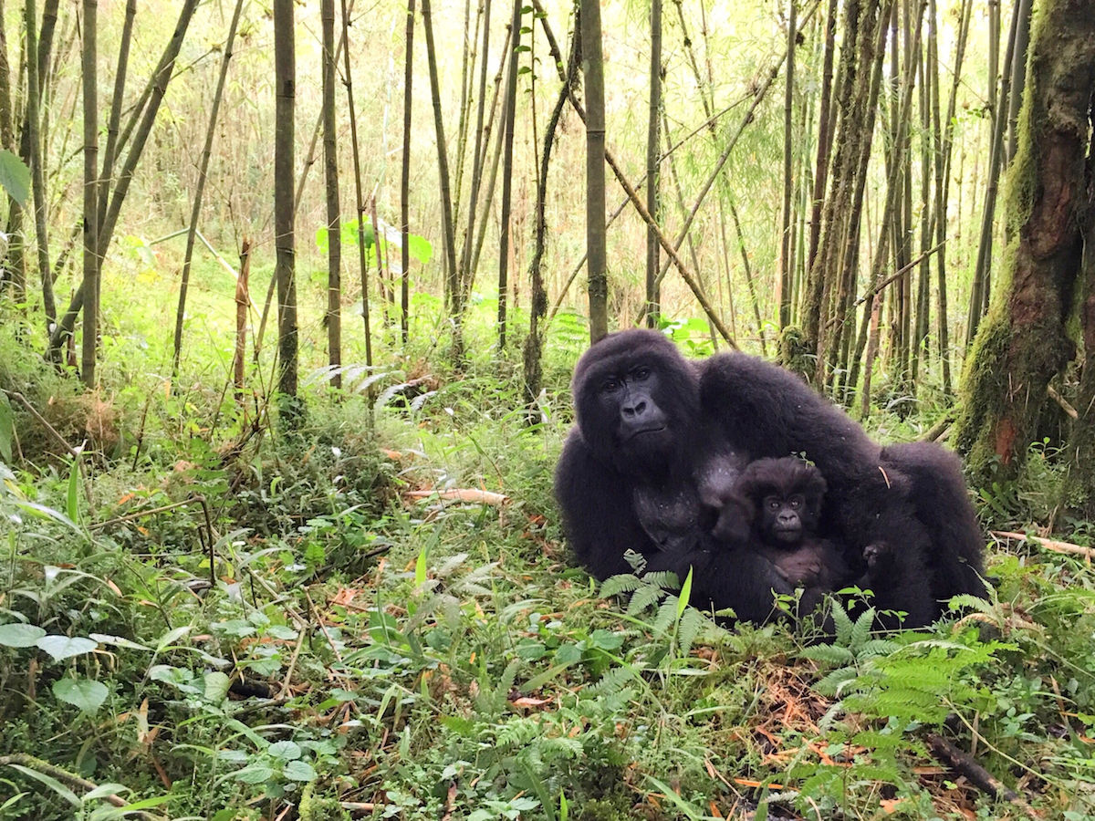 Trekking through Rwanda, home to the last mountain gorillas