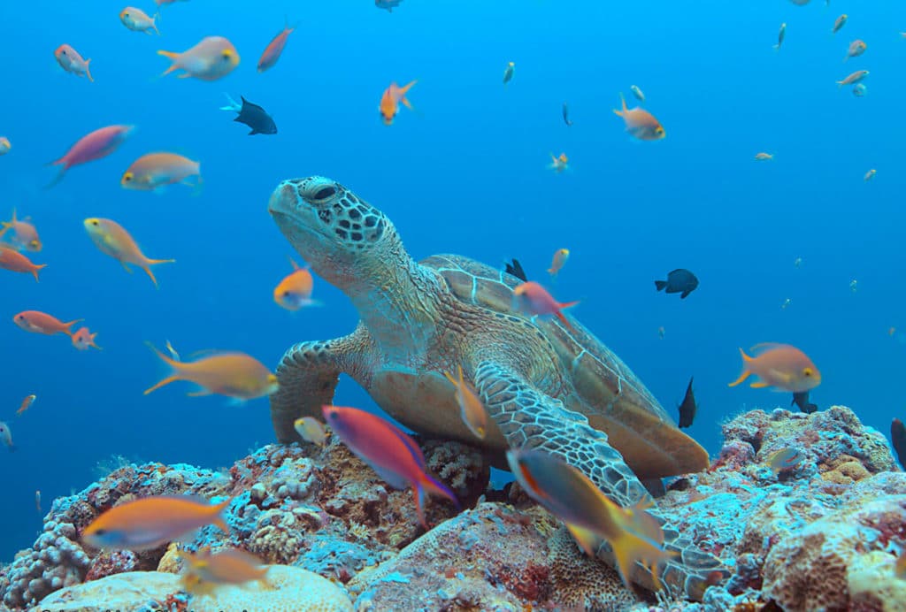 Southeast Asia’s Coral Triangle is home to the best diving spots in the region