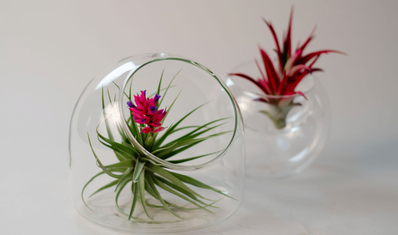 air plant in a pot how to care for your container plant