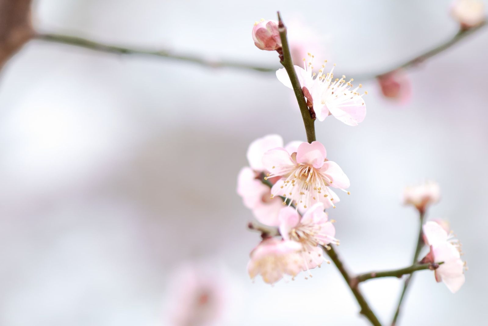 Sulwhasoo's new Bloomstay Vitalizing Line uses plum blossoms as its ...