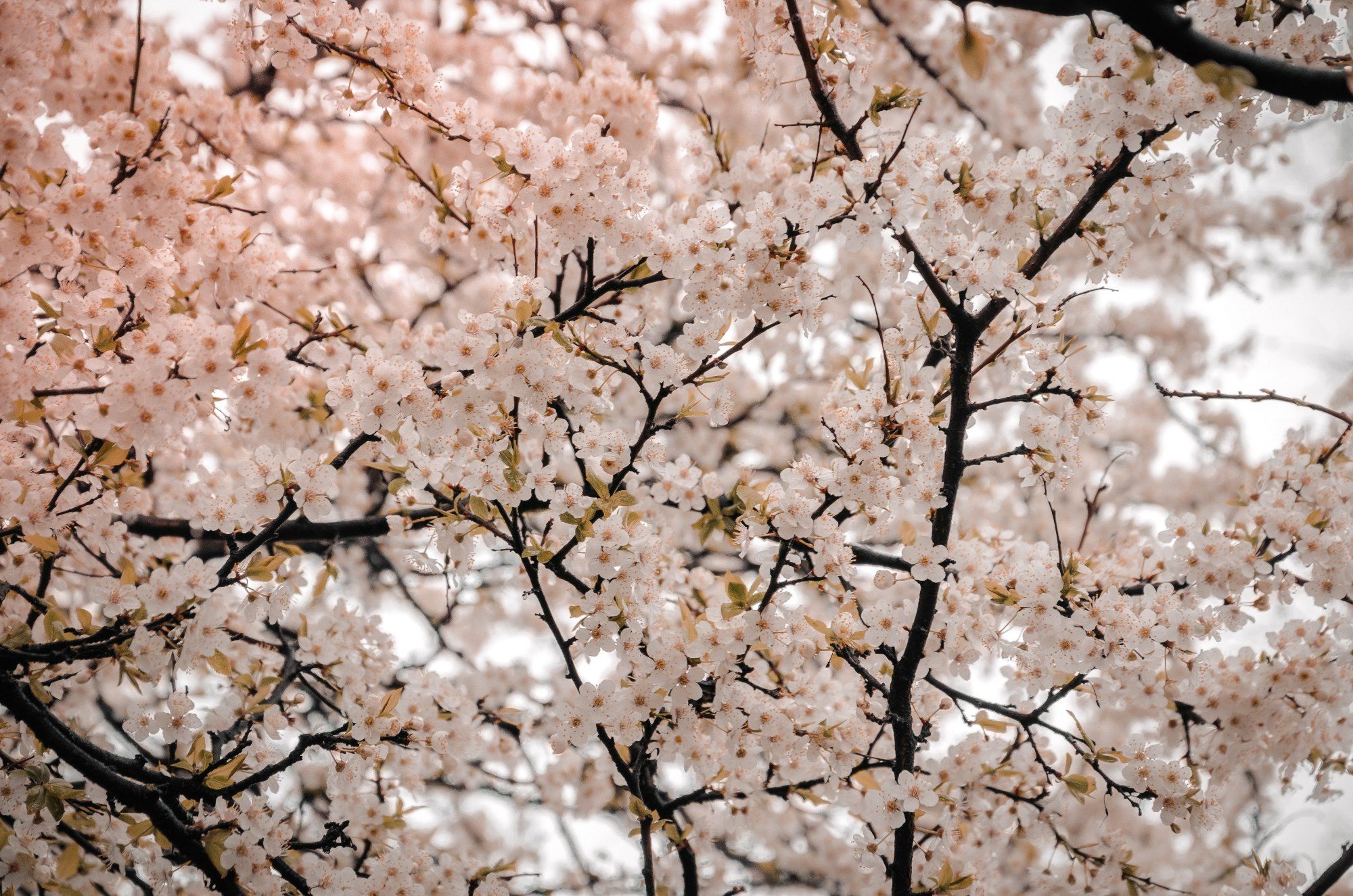 Here’s where you can catch cherry blossoms outside of Japan