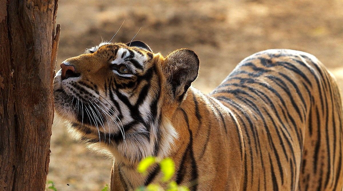 The best wildlife safaris in India