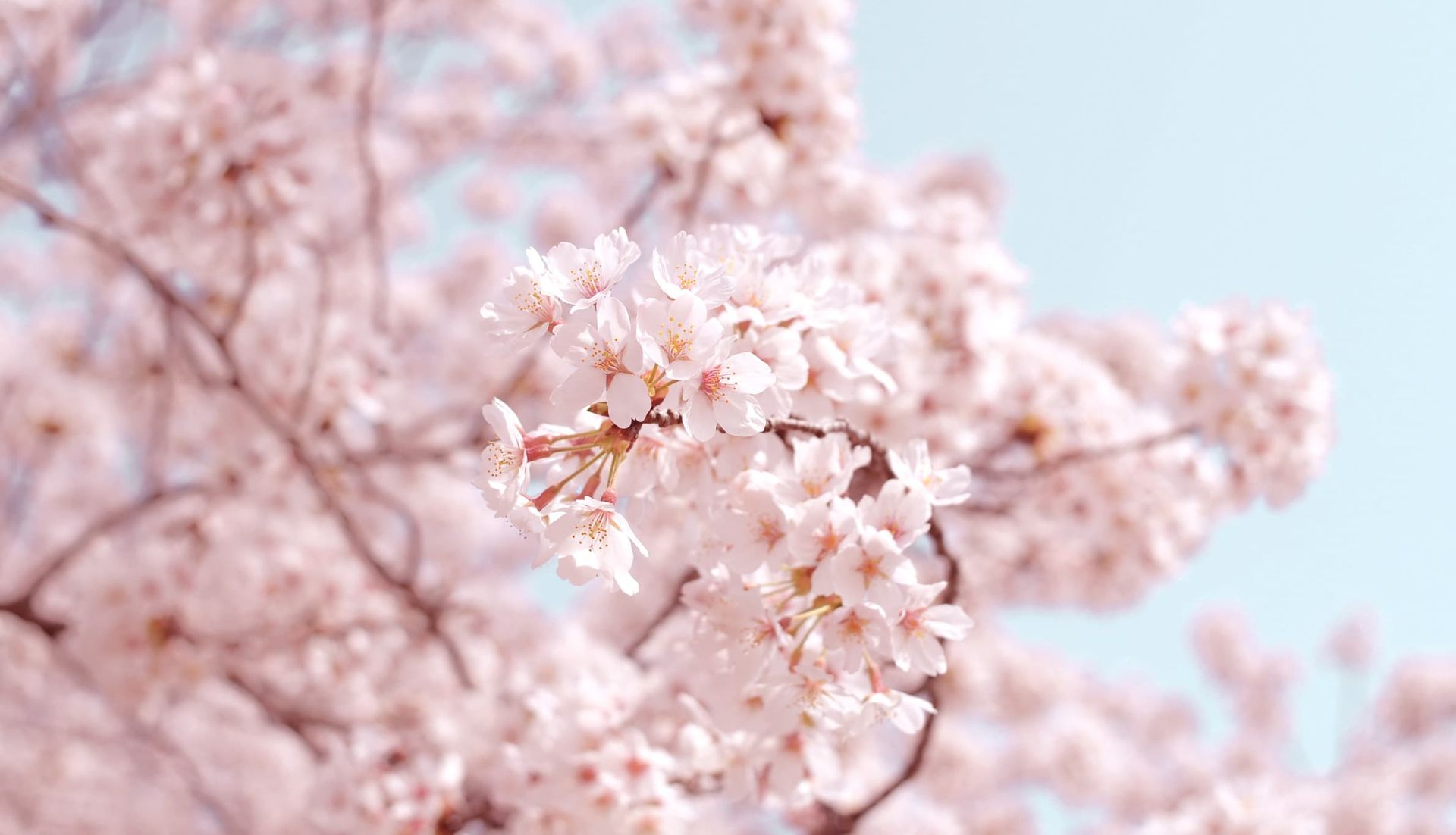 Sakura season lasts forever with MIKIMOTO's enchanting new collection