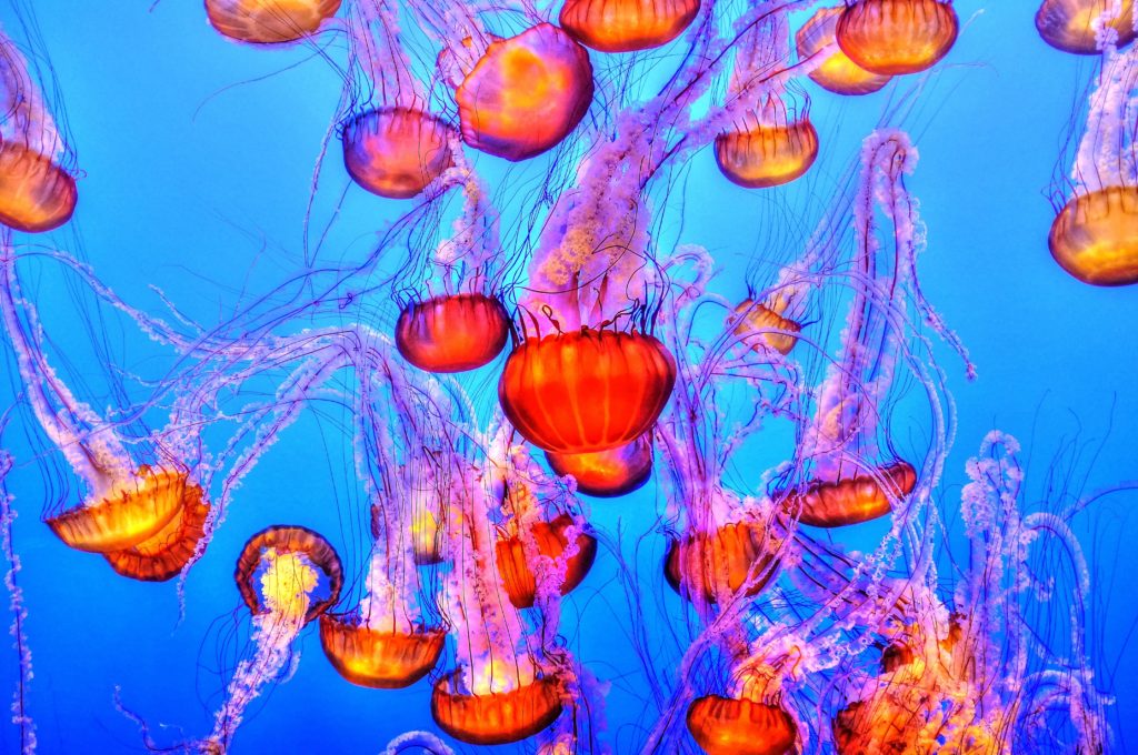 Deep thrills: Dine at Andasi, the world’s largest underwater restaurant in Phuket
