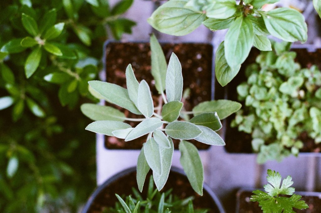 A beginner’s guide to urban farming in your apartment