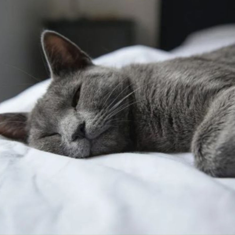 Nak tahu baka kucing yang mana serasi dengan anda? Jom baca!