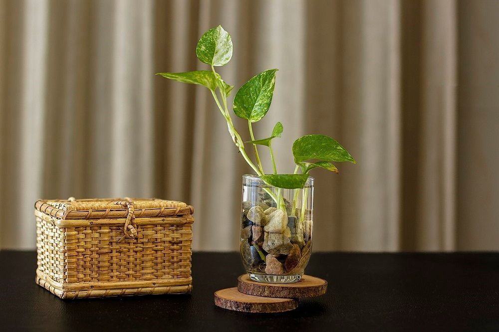 Pokok hiasan dalam rumah ini membantu membersihkan udara