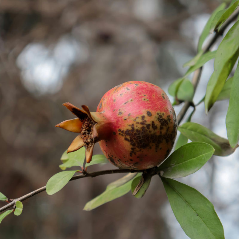 7 jenis pokok pembawa rezeki, No.4 paling senang tanam