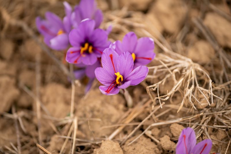 kebaikan saffron, khasiat saffron, kelebihan saffron, safron, kesan minum air saffron