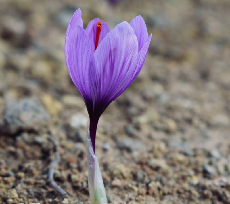 Kebaikan Saffron yang ramai tak tahu, bagus untuk dalaman dan kulit