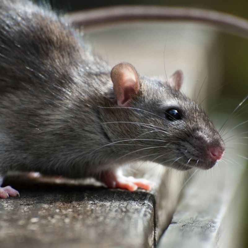 Cara halau tikus di rumah, tidak lena tidur jadinya bila ‘Cik T’ berkeliaran