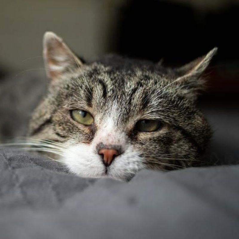 Tanda kucing nak mati yang tuan empunya patut tahu supaya ambil langkah sewajarnya