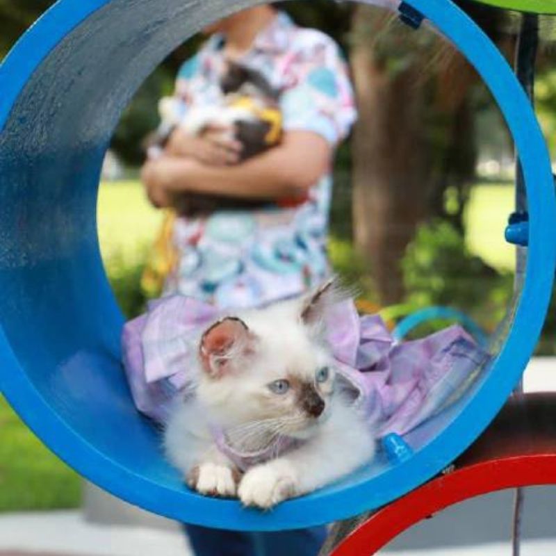 Taman kucing menarik di Selangor untuk dilawati bersama Si Comel anda!