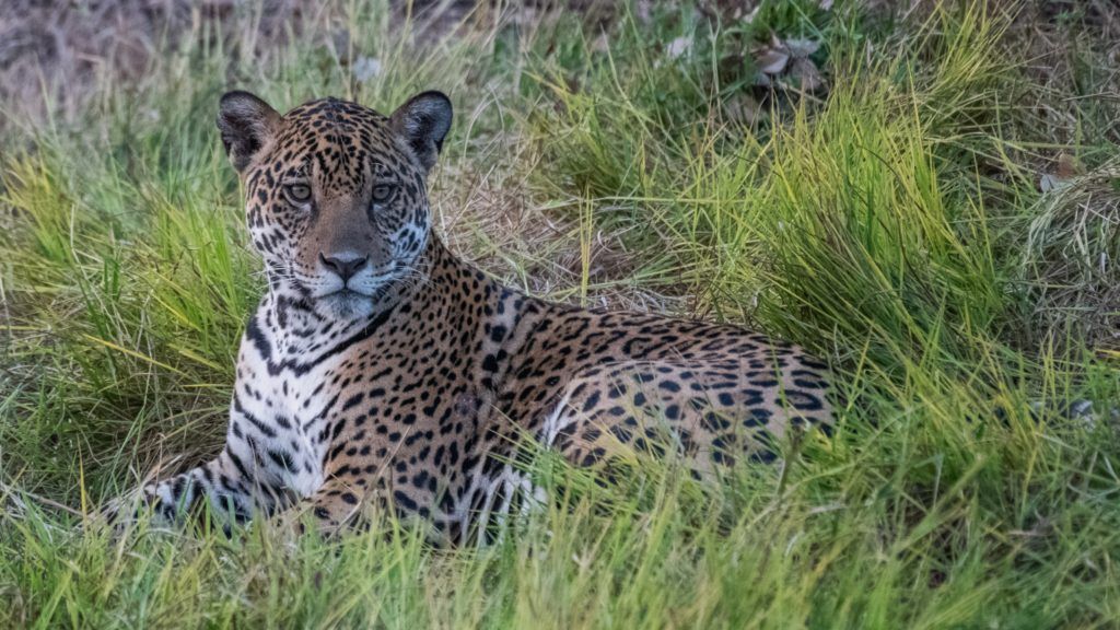 Cartier joins The Lion’s Share Fund on its continued mission to save animals at risk