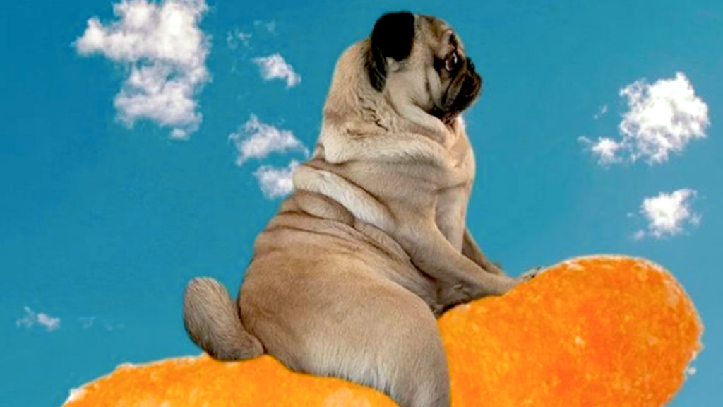 The most popular pet influencers on Instagram