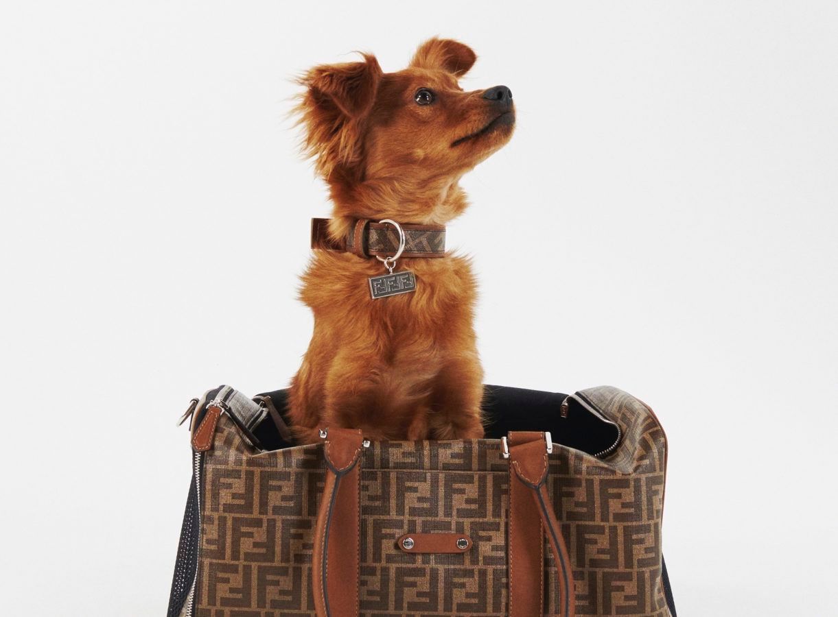 There’s a new travel accessory line for designer pups from Fendi