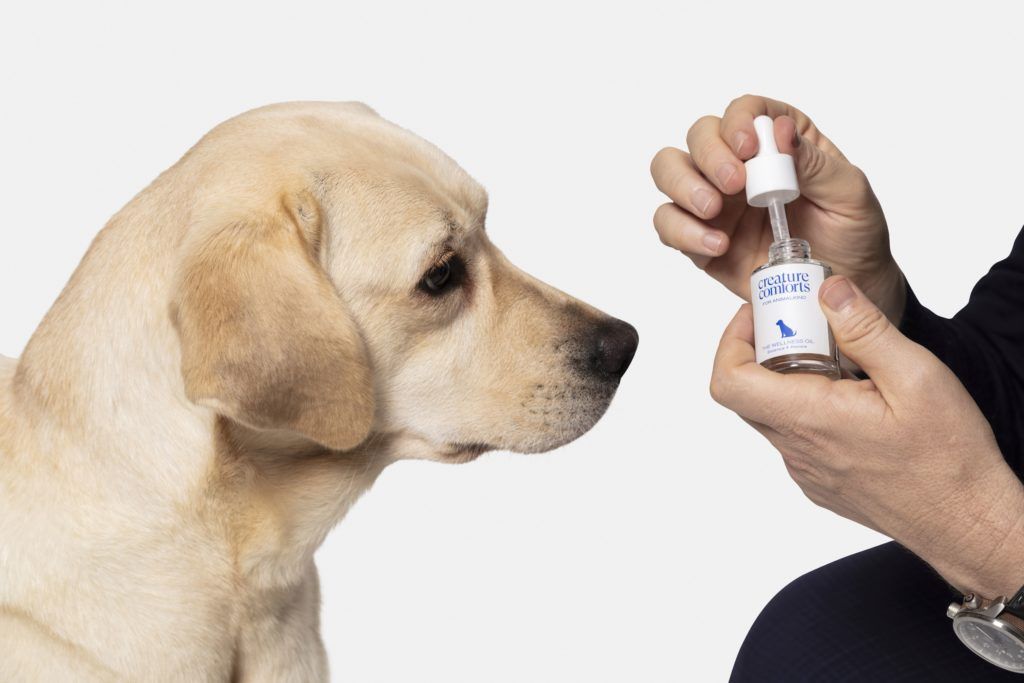 Everything you need to know about CBD for pets, according to veterinarian David Gething