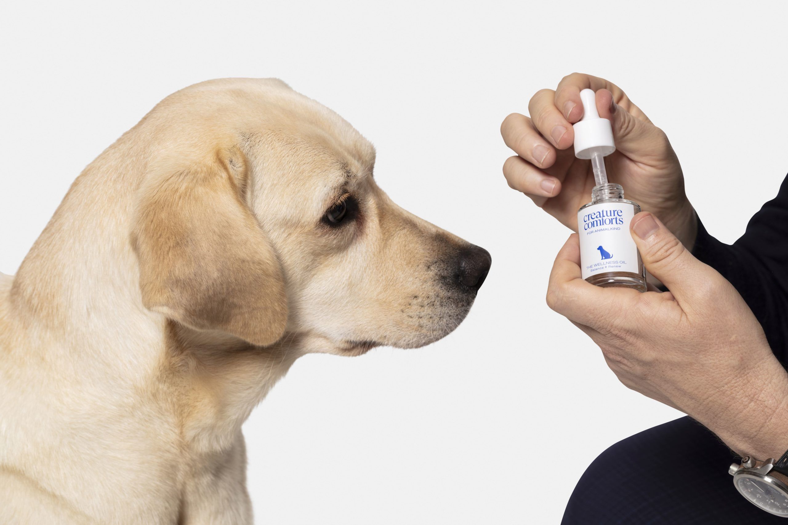 Veterinarian David Gething shares all you need to know about CBD for pets Veterinarian David Gething shares all you need to know about CBD for pets