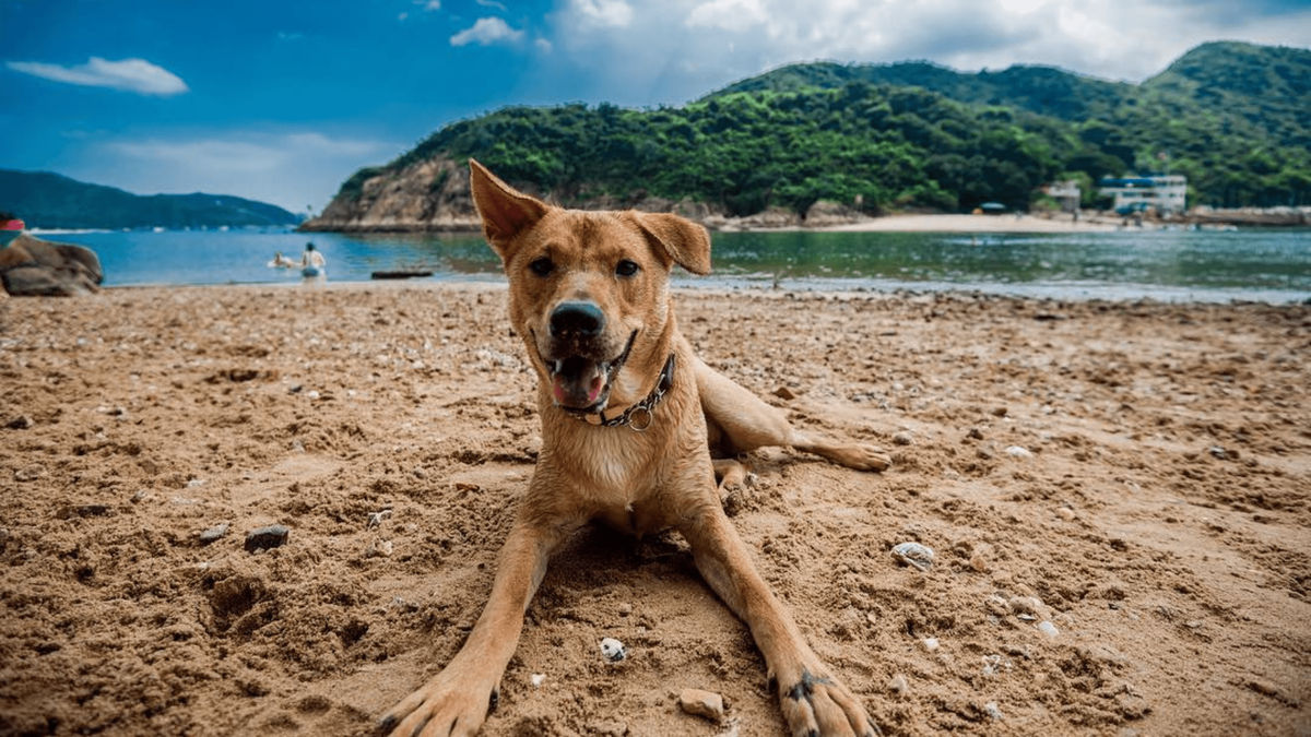 are dogs allowed on west bay beach