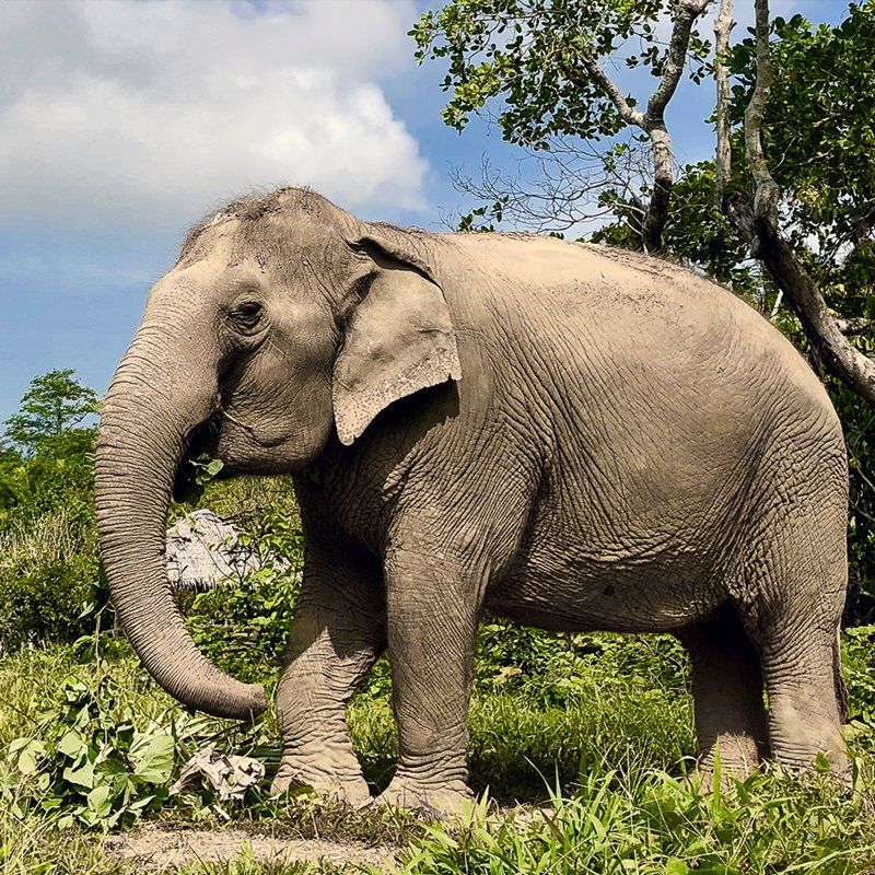 Ethical elephant sanctuaries in Asia: What makes it ethical and where to visit