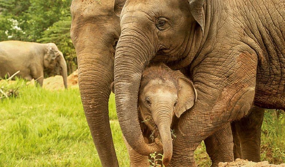 Рождение слоника. Дружба слонов и др. Животных. Elephant nature Park. Asian Elephant.