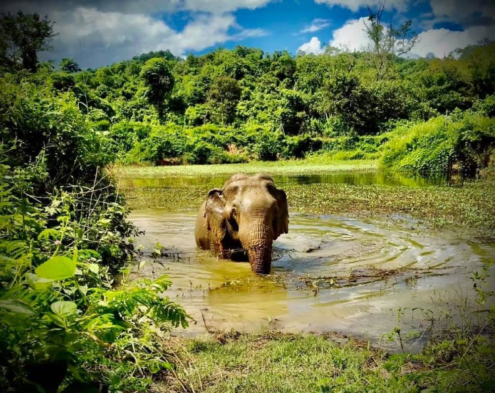 Froot Loops  Global Sanctuary for Elephants Shop