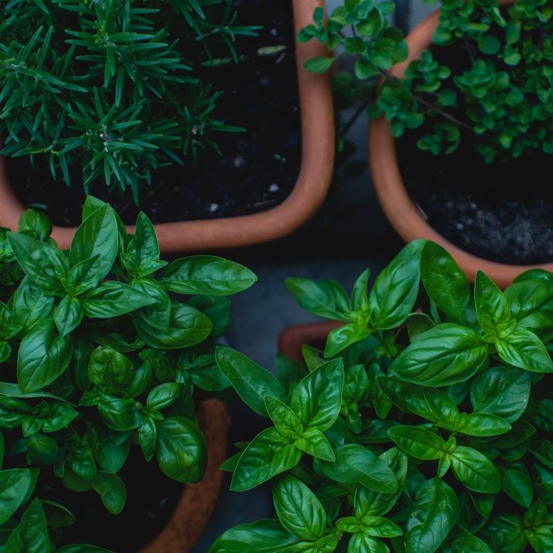10 edible plants you can grow in small spaces