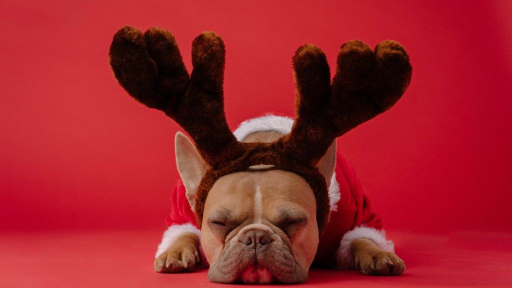 14 purr-fect gifts for the pampered pups and cool kittens in your life