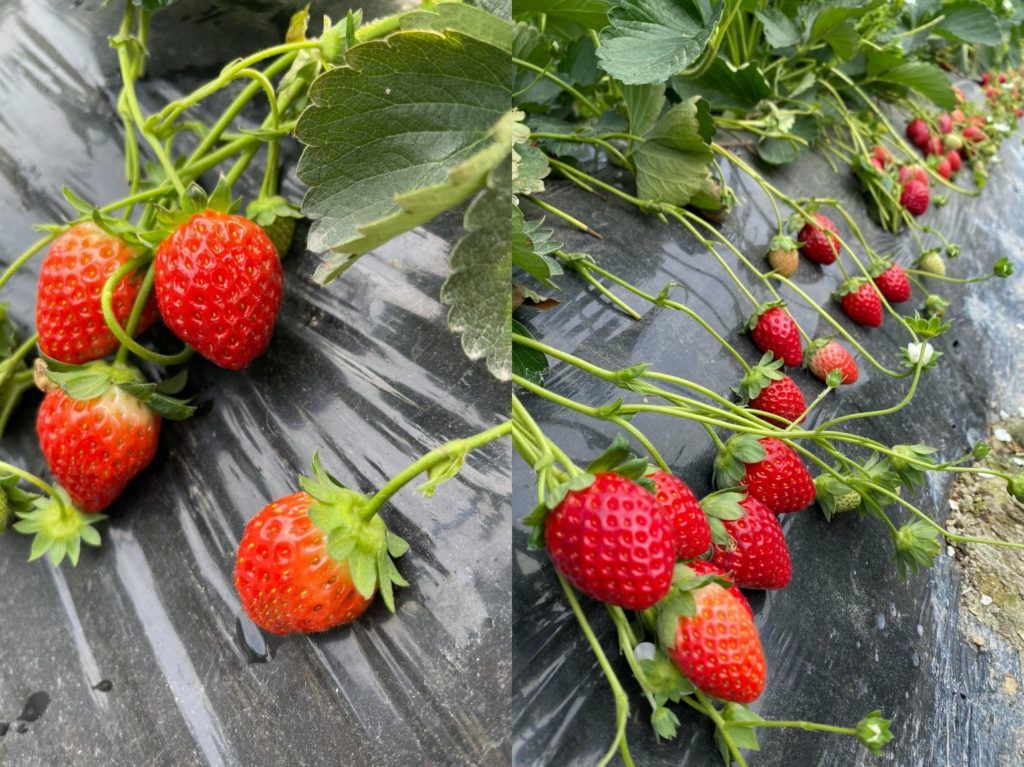 strawberry picking farms hong kong