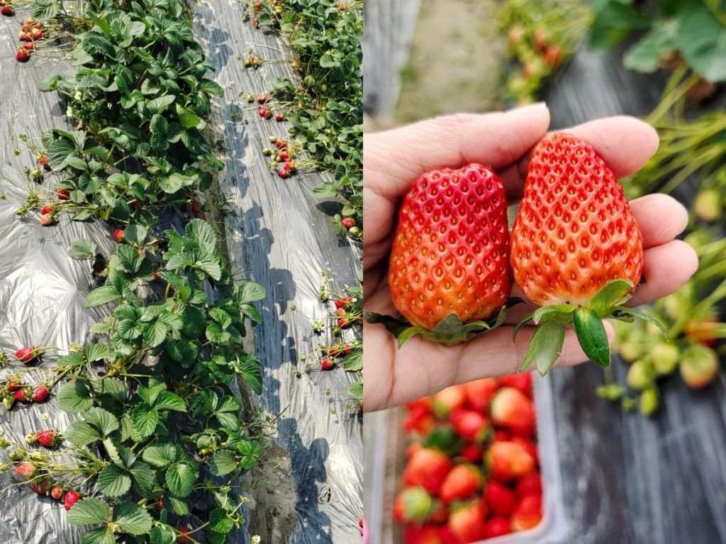 strawberry picking farms hong kong