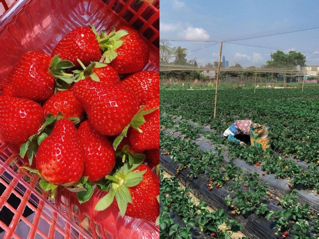 strawberry picking farms hong kong