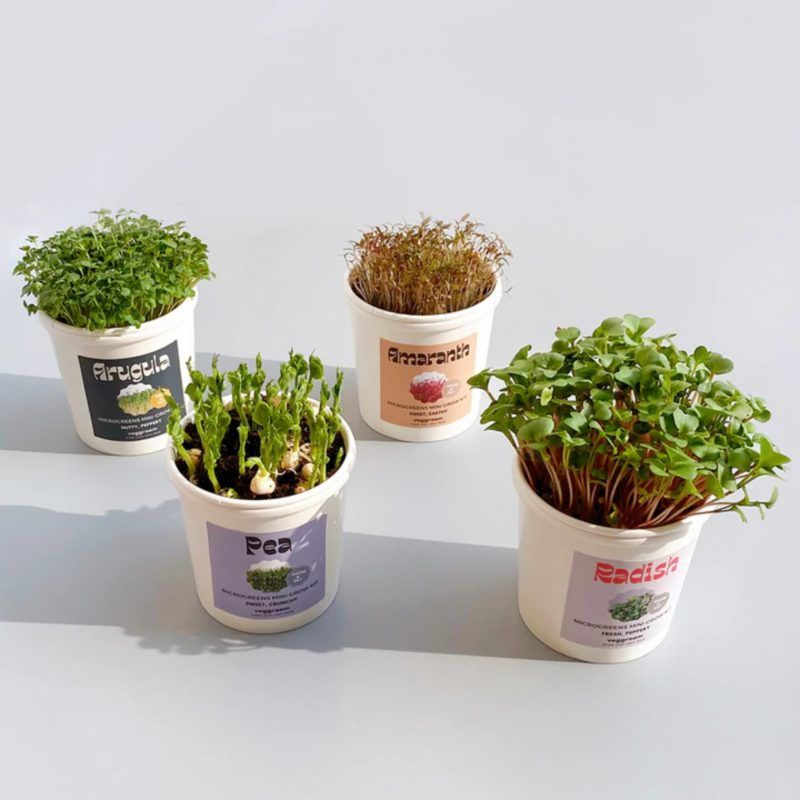 veggroom's Microgreens Grow Cup