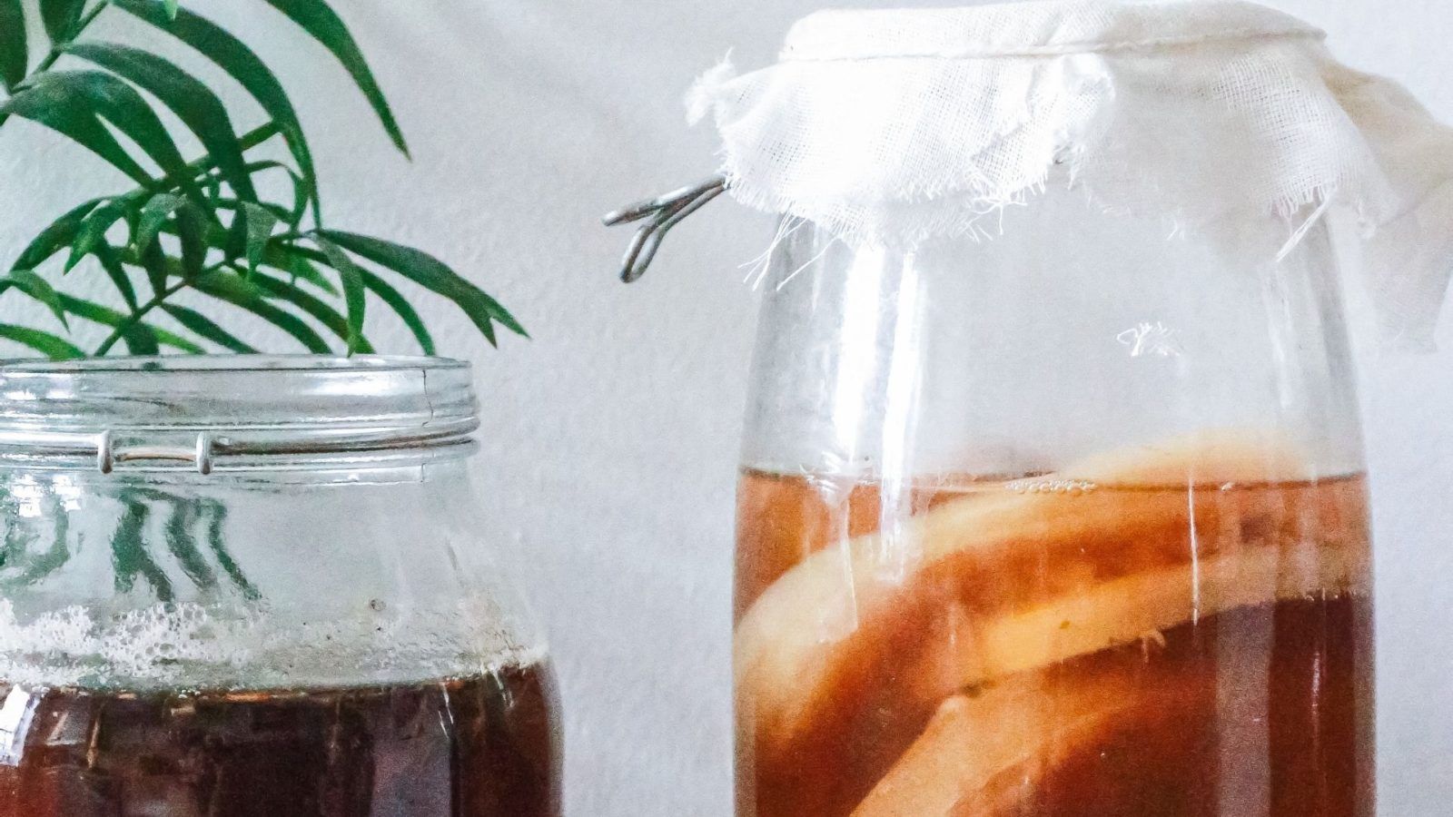 An introduction to Jun, the champagne of kombucha