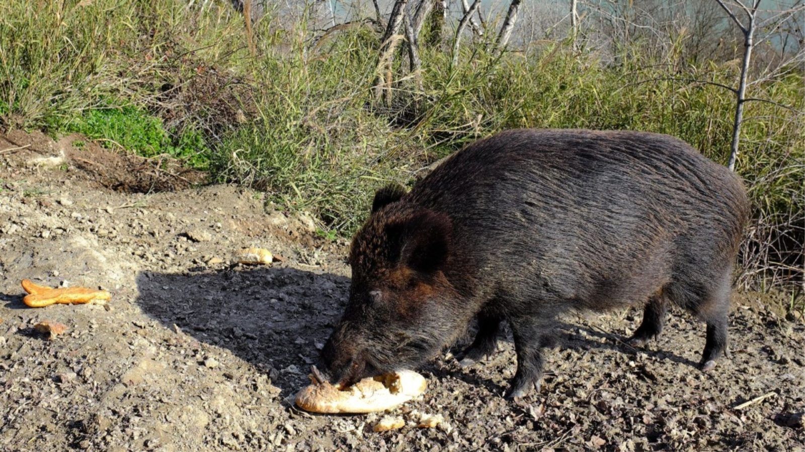 Neighbourhoods in Rome are banning picnics to prevent run-ins with wild boars