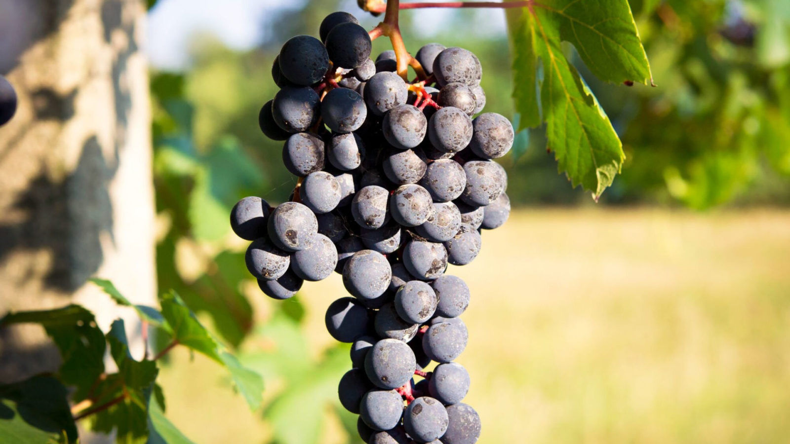 Everything you need to know about Barbera wine