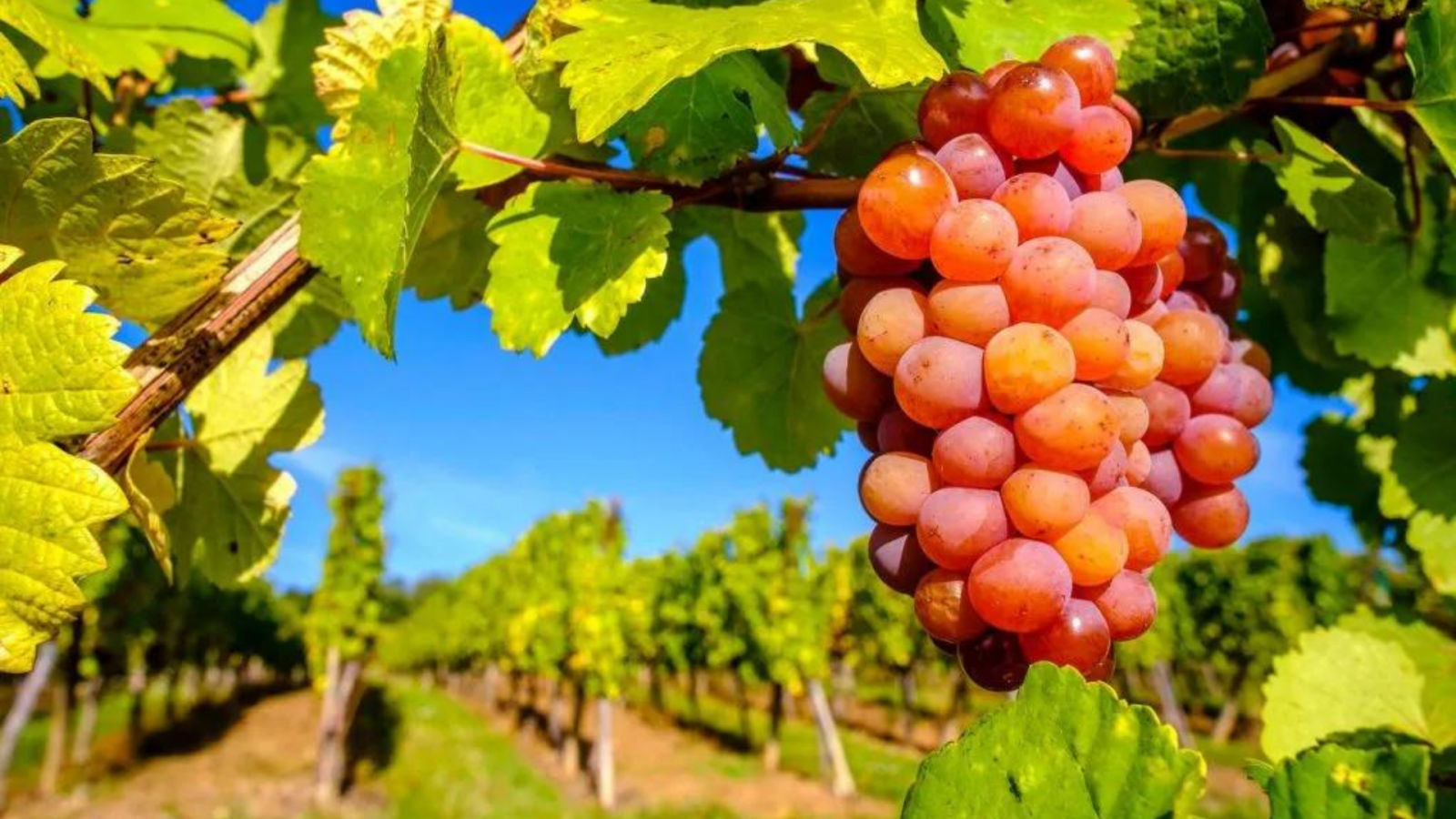 Everything you need to know about Gewürztraminer