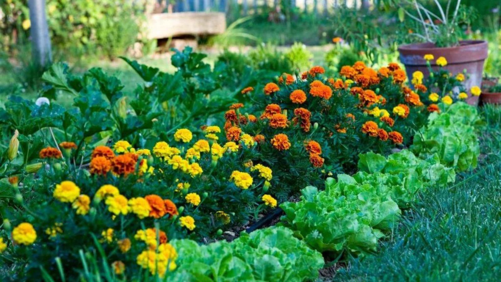 How to plant and care for marigolds