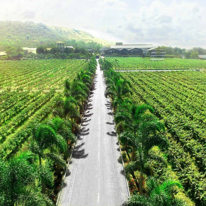 9 of the best vineyards in Asia every wine lover must visit