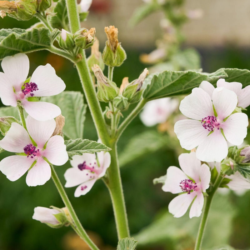 Marshmallow Plants are known for their healing properties—here’s how to grow and care for them