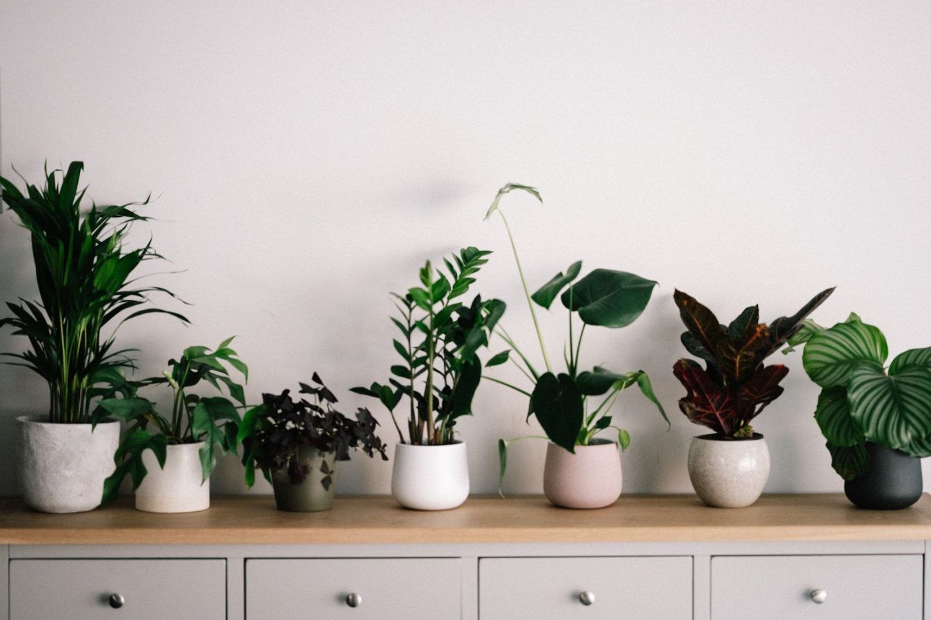 The Best Air Purifying Plants For Your Home Today